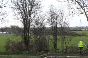 Borrowash Bottom Lock Hedge - Before - April 2015