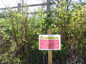 Japanese Knotweed 2015