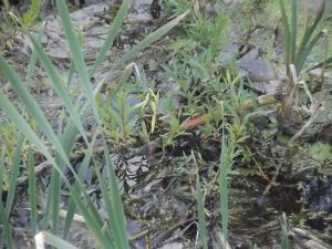 Cracked Willow Borrowash