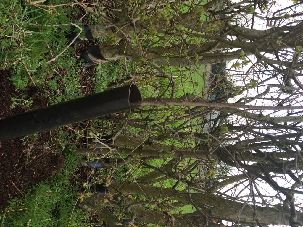 Golden_Mile_Trees_April_2019