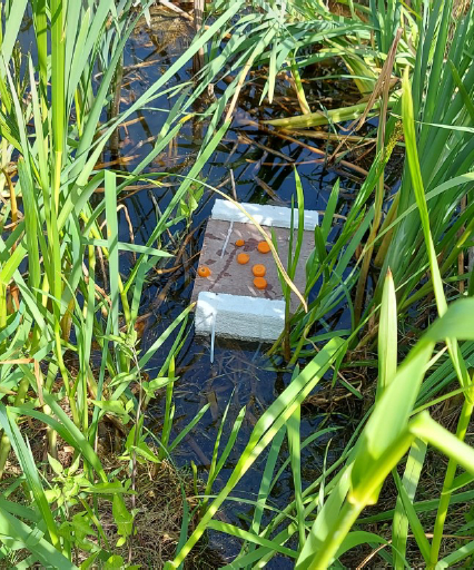 Draycott_Vole_Board_June_2022